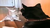 萌宠：打之前先碰碰拳，确认过眼神是个有规矩的猫咪