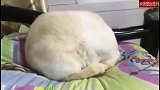 猫咪睡觉的时候，总喜欢把头藏起来，一坨猫？