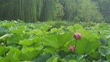 合肥：连续暴雨后转晴，包公园荷花鲜艳夺目，吸引游客拍照留影