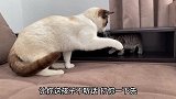 小猫咪不听妈妈话，一直在被妈妈打还真是可怜的孩子