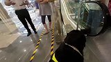 女子带导盲犬逛商场，门口保安不让进？