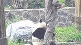 饲养员发现少了只熊猫，一抬头直接吓住：我滴个亲娘哎！