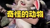 奇怪的动物