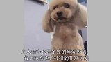 1500买下了一只泰迪，狗狗挤眉弄眼的那一瞬间，主人吓坏了！