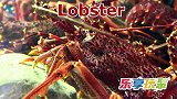 乐享动物乐园带你认识景观金鱼与色彩斑斓的龙虾