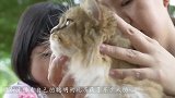 猫咪和主人打乒乓球，橘猫：尽管发球，就没有本喵接不住的！
