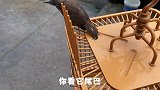 暴雨中小鸟生活艰难，主人伸出援手