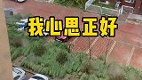 为了遛狗鞋都跑丢了