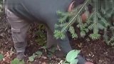 男子发现半山腰上散金光靠近一看赶紧回家拿桶