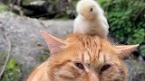小猫和小鸡的和谐相处，也是有爱的一幕啊