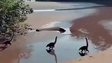 在湖边拍到了一群小恐龙