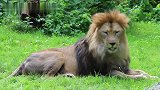 巴巴里血统的雄狮，真是漂亮帅气，难得一见