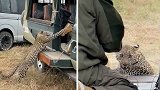 肯尼亚：一名游客与猎豹近距离接触，被永久禁止进入保护区