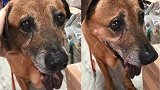 13岁老狗被丢路边 直到发现自己被弃养哭了