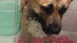 狗子：我们中华田园犬也有人帮我们洗澡的！