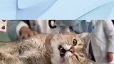 手术后慢慢从麻醉中苏醒的猫咪