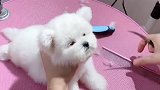 萌宠小尾巴