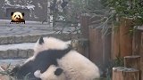 熊猫宝宝被妹妹欺负了，委屈巴巴的样子好可爱