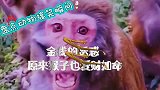 盘点动物搞笑瞬间，金钱的诱惑，原来猴子也爱财如命