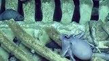 海底探险拍摄到的奇异影像