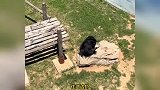 黑猩猩捡到游客拖鞋不愿归还，饲养员一声令下乖乖扔回，围观游客惊呼点赞