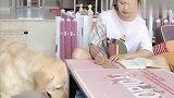 女主人算账算不过来，狗狗转身拿出这个东西，瞬间化解难题