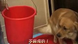 金毛恳求主人留下金鱼，要自己养，太可爱了叭