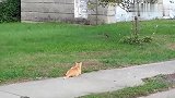 看的出来，这只橘猫是想抓松鼠！