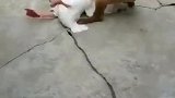 这气势我以为鹅会赢