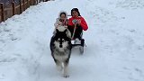 看到狗拉雪橇非要去坐，坐完了给我说看到狗狗好可怜，以后不坐了