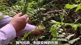 田间地里的助眠菜，每天吃点，缓解疲劳助睡眠，一觉睡到大天亮