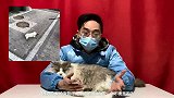 怕感染新型肺炎就将猫狗杀死！？