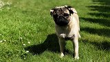 猴子和狗狗能生宝宝吗？猴犬到底是如何来的呢！