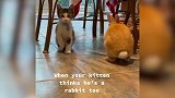 这猫猫模仿能力还挺强的