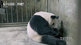 30秒丨成都熊猫基地喜迎俩幼仔诞生 219克创基地新纪录