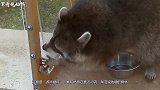 一只小浣熊在玩耍，却被盖车布缠住了，浣熊：我还有救吗？