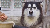 岁姑娘跟斤巨型犬隐居大山，过着无忧无虑的生活
