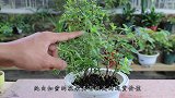 6月养六月雪，照顾好这些方面，满树开花轻松做到