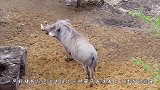 野猪误入玻璃栈道，四腿不停打滑，保安都称没见过这么搞笑的野猪