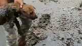 流浪狗深陷泥潭，好心人把它救了起来！