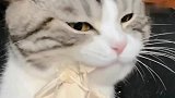 猫咪都开始做吃播了