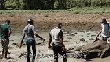 小象被困泥潭中，被人们救出来时，饿的只剩一具“皮包骨”！