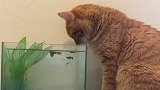 铲屎官买了个鱼缸，结果被猫咪看到了，接下来忍住别笑
