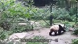 孔雀在熊猫面前开屏，被追的到处跑，网友：熊猫的嫉妒心太强了