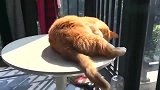 主人按了下橘猫的屁股上的开关，猫咪的小喇叭就启动了！