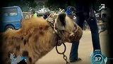 最强掏肛兽，非洲二哥鬣狗，被这个人成功驯养成了宠物狗！