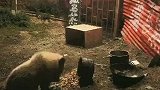 六年免费为高原棕熊提供食物的民间保护站