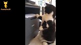 搞笑猫猫狗狗宠物视频集锦