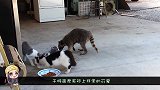 野生浣熊闯入民宅，进屋就把把猫咪撸了一顿，镜头拍下搞笑瞬间
