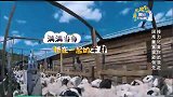 奔跑吧兄弟：穿过满当的羊群，baby乐在其中，而祖蓝苦不堪言